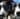 Capture decran 19 10 2025 152335 www.bing .com Coupe du monde 2030 : 3 millions de chiens errants menacés d’abattage au Maroc