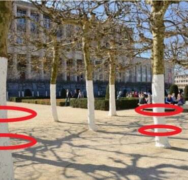 Capture decran 20 10 2025 20450 www.astucesantemag.com Le mystère des troncs d’arbres blancs enfin révélé au gand jour