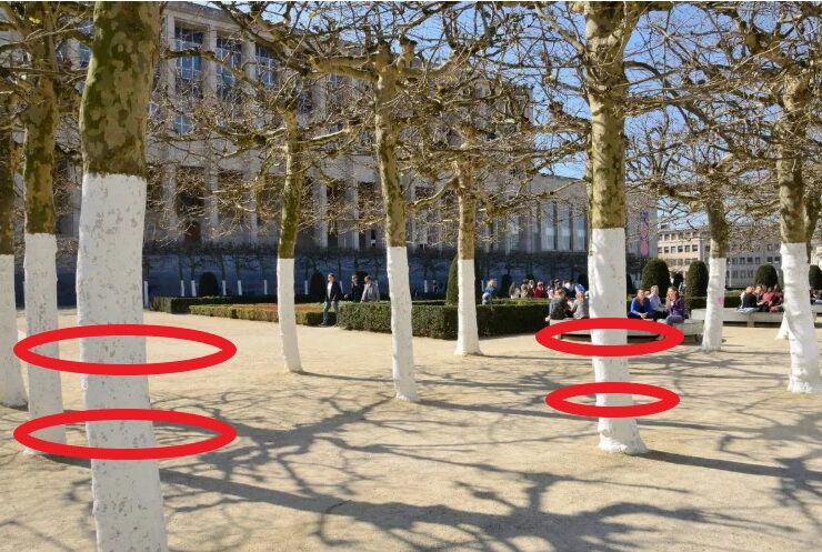 Capture decran 20 10 2025 20450 www.astucesantemag.com Le mystère des troncs d’arbres blancs enfin révélé au gand jour