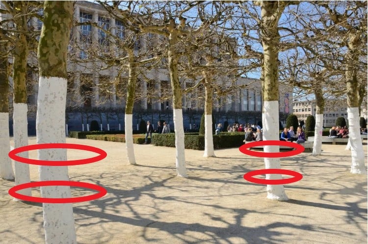 Le mystère des troncs d’arbres blancs enfin révélé au gand jour 1 Le mystère des troncs d’arbres blancs enfin révélé au gand jour Capture decran 20 10 2025 20450 www.astucesantemag.com Le mystère des troncs d’arbres blancs enfin révélé au gand jour