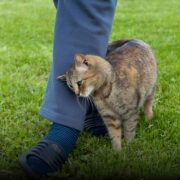 Capture decran 27 10 2025 02013 www.facebook.com Pourquoi votre chat se frotte contre vous : le vrai sens de ce geste plein de tendresse