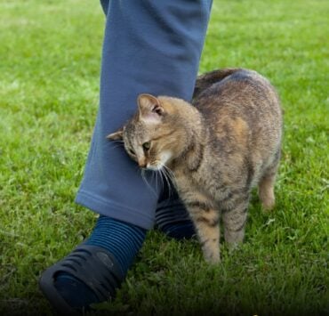 Pourquoi votre chat se frotte contre vous : le vrai sens de ce geste plein de tendresse 2 Pourquoi votre chat se frotte contre vous : le vrai sens de ce geste plein de tendresse Capture decran 27 10 2025 02013 www.facebook.com Pourquoi votre chat se frotte contre vous : le vrai sens de ce geste plein de tendresse