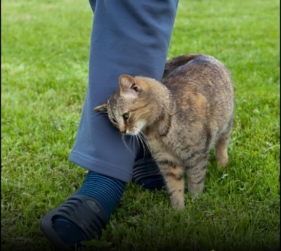 Capture decran 27 10 2025 02013 www.facebook.com Pourquoi votre chat se frotte contre vous : le vrai sens de ce geste plein de tendresse