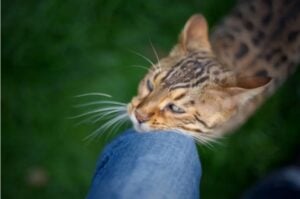 Capture decran 27 10 2025 02155 www.astucesantemag.com Pourquoi votre chat se frotte contre vous : le vrai sens de ce geste plein de tendresse