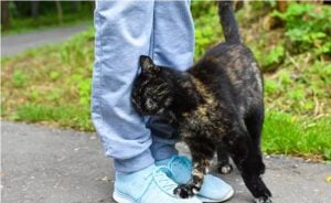 Capture decran 27 10 2025 0215 www.astucesantemag.com Pourquoi votre chat se frotte contre vous : le vrai sens de ce geste plein de tendresse