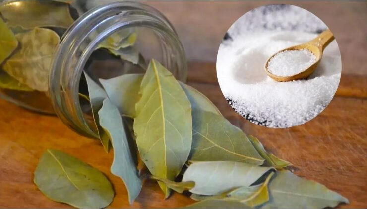 Capture decran 29 10 2025 214133 www.astucesantemag.com Feuilles de laurier et sel : le secret ancestral pour apaiser le corps et l’esprit