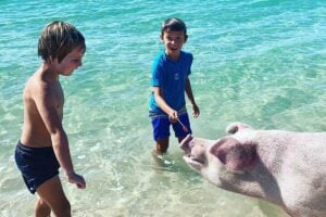 60 un cochon rose en promenade sur la plage du Payrolle Insolite à Marseillan