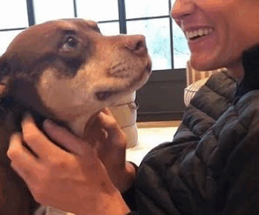 Cet athlète millionnaire a perdu son chien… puis l’a cloné ! 2 Cet athlète millionnaire a perdu son chien… puis l’a cloné ! Capture decran 2025 11 07 174323 Cet athlète millionnaire a perdu son chien… puis l’a cloné !