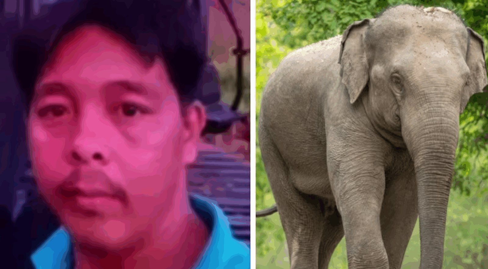 Capture decran 2025 11 12 213445 Un ouvrier tué par un éléphant sauvage en Malaisie : une attaque en deux temps qui choque le pays