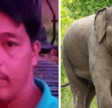 Capture decran 2025 11 12 213445 Un ouvrier tué par un éléphant sauvage en Malaisie : une attaque en deux temps qui choque le pays