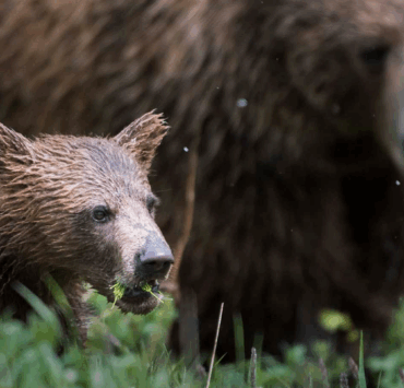 Capture decran 2025 11 21 225530 Sortie scolaire tragique : un grizzli attaque plusieurs élèves