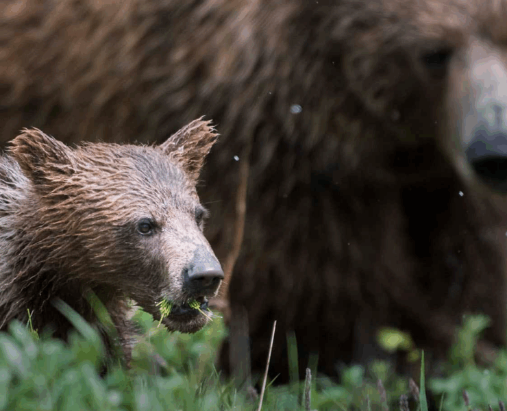 Capture decran 2025 11 21 225530 Sortie scolaire tragique : un grizzli attaque plusieurs élèves