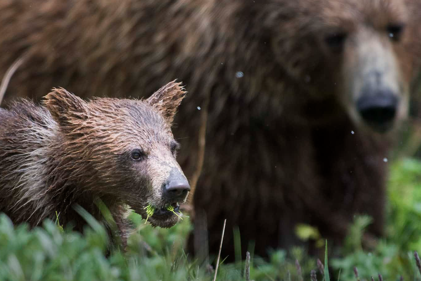 Capture decran 2025 11 21 225530 Sortie scolaire tragique : un grizzli attaque plusieurs élèves