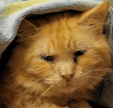 Capture decran 2025 11 25 202835 Importante annonce de la SPCA : une ligne d’urgence 24/7 pour combattre la cruauté animale au Québec