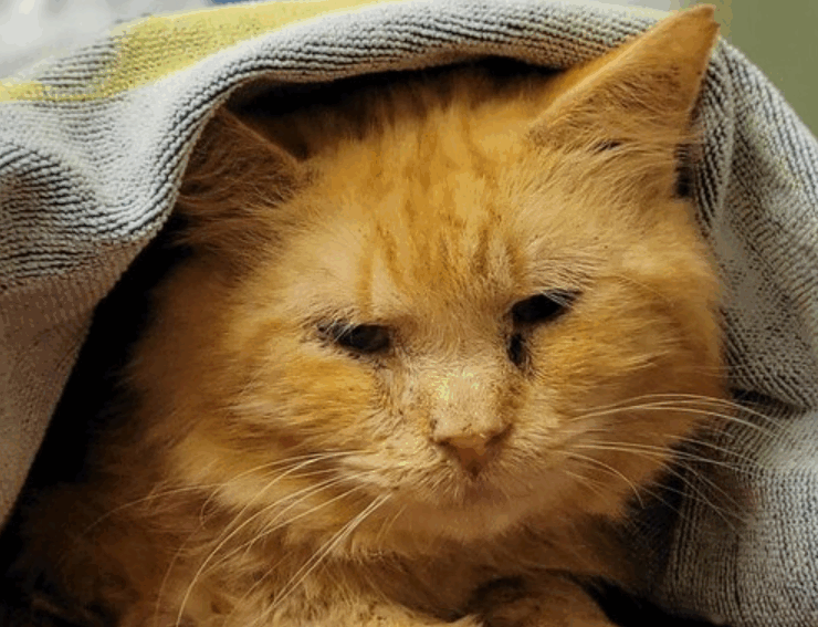 Capture decran 2025 11 25 202835 Importante annonce de la SPCA : une ligne d&rsquo;urgence 24/7 pour combattre la cruaut&eacute; animale au Qu&eacute;bec