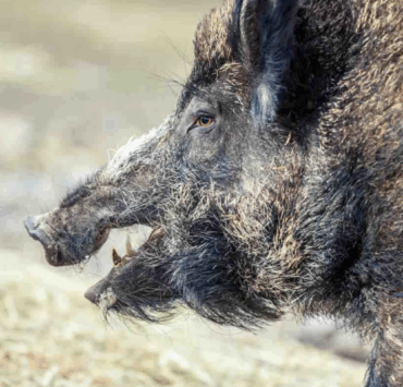 Capture decran 2025 11 28 004058 Il part achever un sanglier blessé… et ne revient jamais