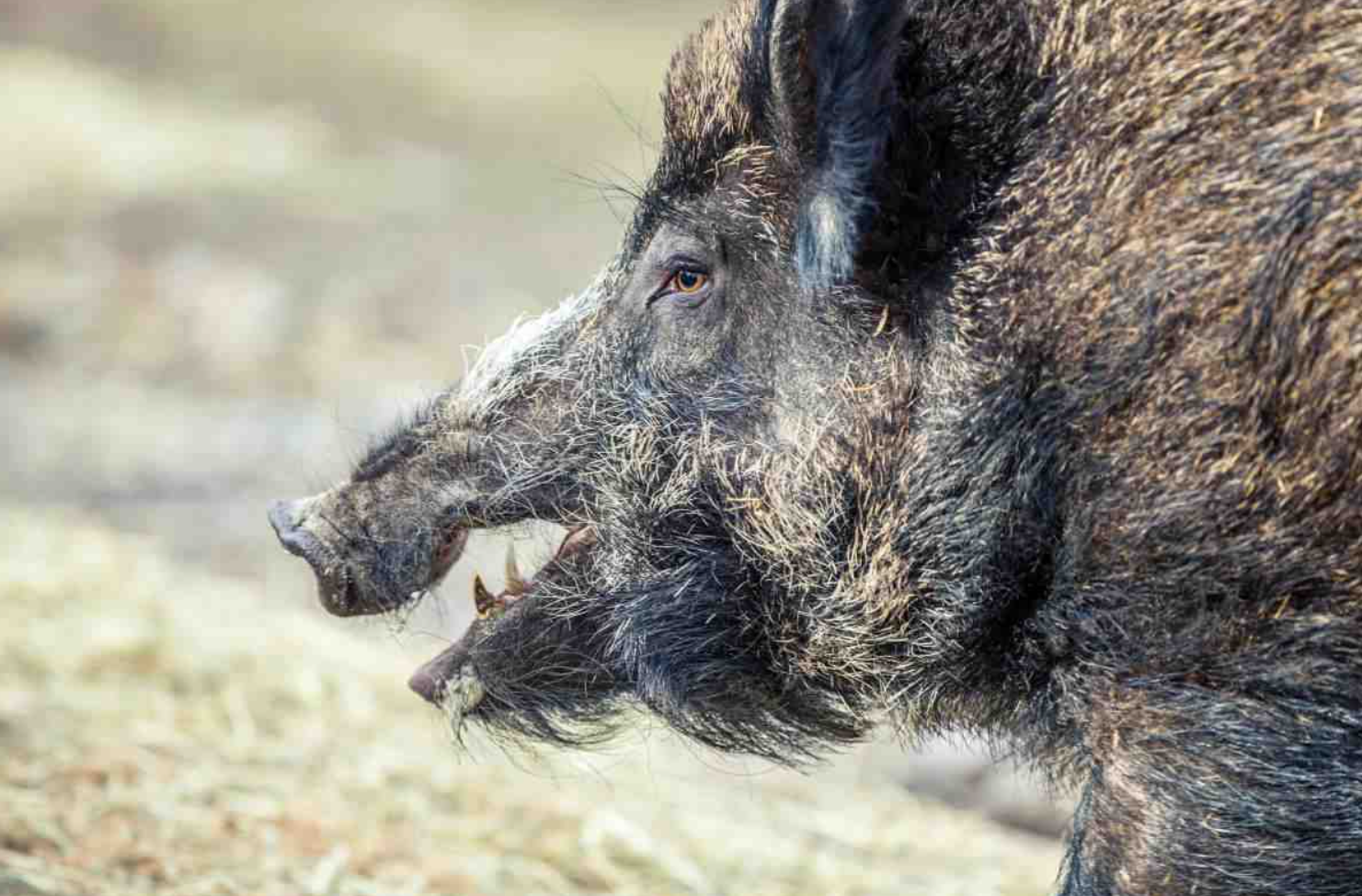 Capture decran 2025 11 28 004058 Il part achever un sanglier blessé… et ne revient jamais