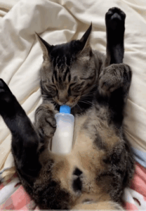 Capture decran le 2025 11 17 a 22.55.01 e1763438544690 13(...) Choses bizarres que fait ton chat quand tu dors et ce qu’elles veulent dire