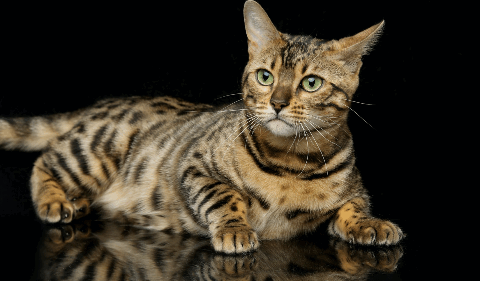 Capture decran le 2025 11 17 a 23.09.18 13(...) Choses bizarres que fait ton chat quand tu dors