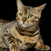 Capture decran le 2025 11 17 a 23.09.18 e1763439319466 13(...) Choses bizarres que fait ton chat quand tu dors