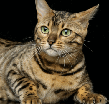 13(...) Choses bizarres que fait ton chat quand tu dors 3 13(...) Choses bizarres que fait ton chat quand tu dors Capture decran le 2025 11 17 a 23.09.18 e1763439319466 13(...) Choses bizarres que fait ton chat quand tu dors