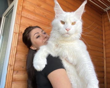 Capture decran le 2025 11 17 a 23.10.27 e1763439158755 13(...) Choses bizarres que fait ton chat quand tu dors et ce qu’elles veulent dire