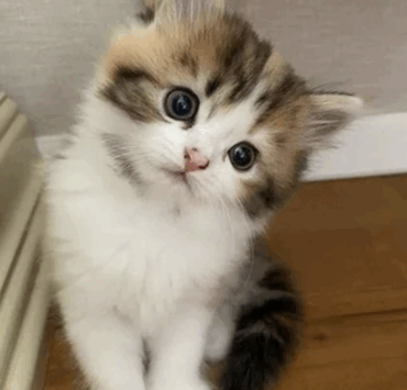 Capture decran le 2025 11 20 a 22.14.09 &laquo; Je vis ma meilleure vie &raquo; : quand les chats deviennent les vrais rois du confort