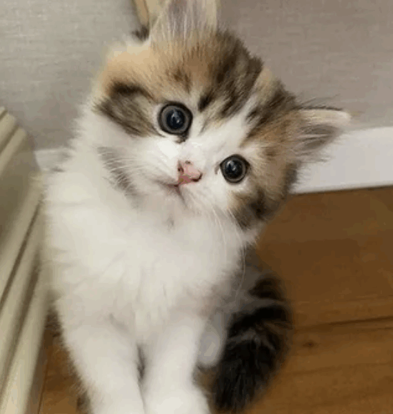 Capture decran le 2025 11 20 a 22.14.09 « Je vis ma meilleure vie » : quand les chats deviennent les vrais rois du confort