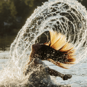 Capture decran le 2025 11 23 a 03.17.42 Astrologie : Votre signe révèle quel outil pour lire l’avenir vous convient le mieux