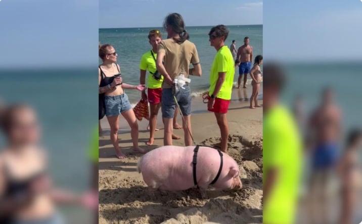 Capture decran 1 11 2025 124125 www.mariefrance.fr 1 Un gros cochon rose en fait peur sur la plage du Payrolle Insolite