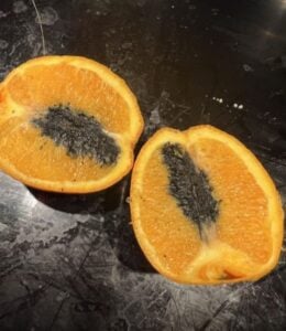 Is It Safe to Eat Oranges with Black Stuff Inside Citrons noircis : danger ou simple surprise ? On fait le point !