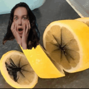 OO e1762158862313 Citrons noircis : danger ou simple surprise ? On fait le point !