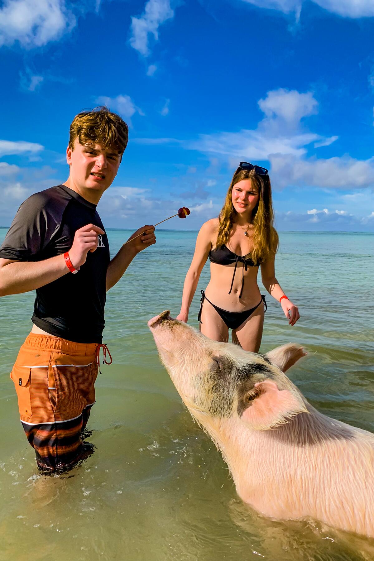 Princess waits patiently for apples Blake Ford photo un cochon rose en promenade sur la plage du Payrolle Insolite à Marseillan