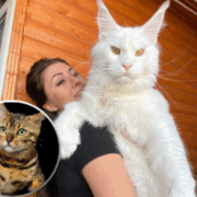 montage final 1763439365 13(...) Choses bizarres que fait ton chat quand tu dors et ce qu’elles veulent dire