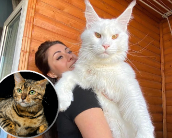 13(...) Choses bizarres que fait ton chat quand tu dors et ce qu’elles veulent dire 6 13(...) Choses bizarres que fait ton chat quand tu dors et ce qu’elles veulent dire montage final 1763439365 13(...) Choses bizarres que fait ton chat quand tu dors et ce qu’elles veulent dire