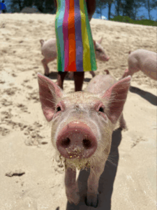 msc seascape reviews pig un cochon rose en promenade sur la plage du Payrolle Insolite à Marseillan