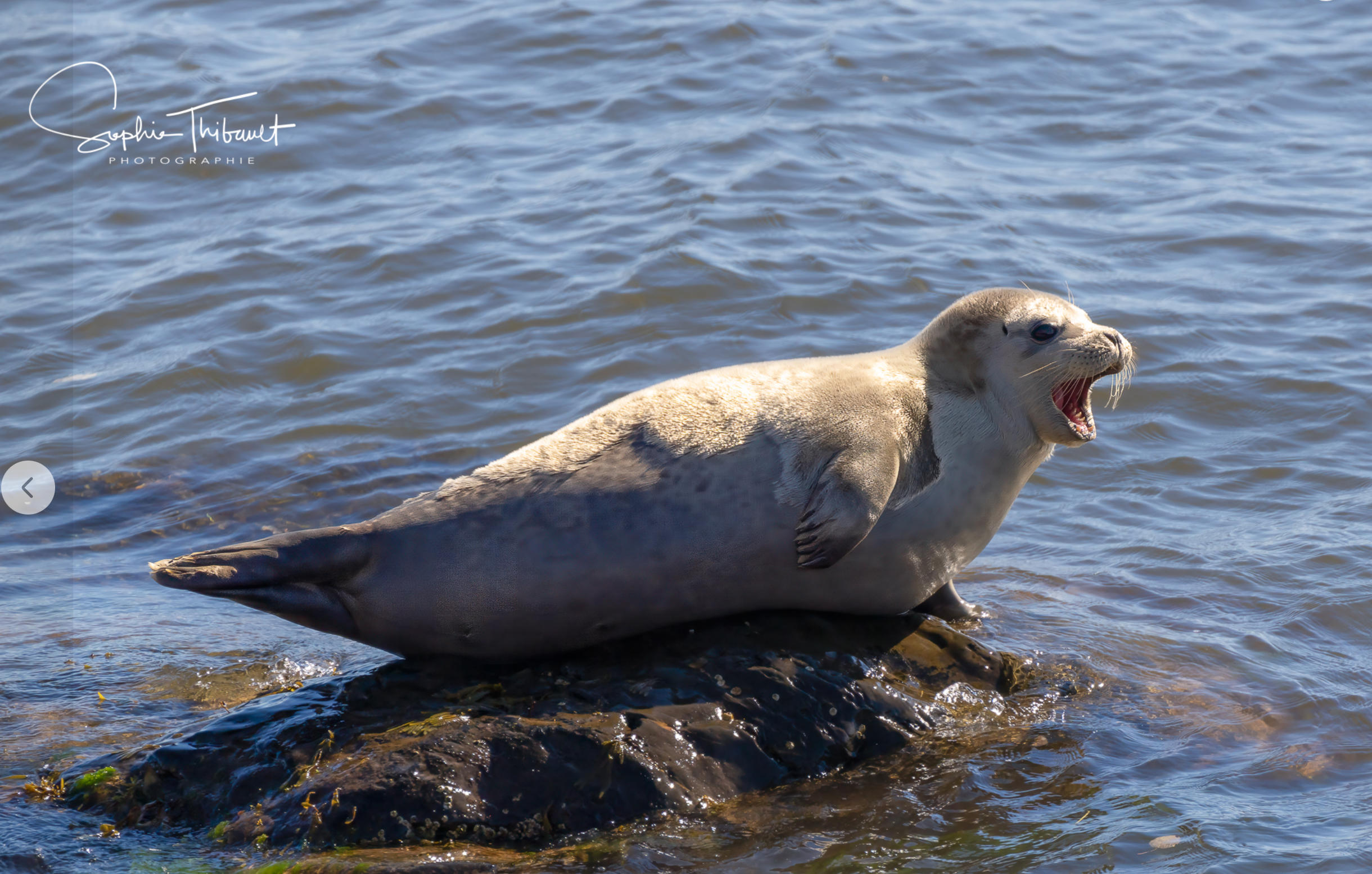 Capture decran le 2025 12 11 a 11.43.15 Sophie Thibault de retour sur nos écrans !