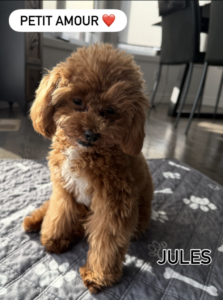 Sophie Thibault n’est pas seule : elle publie une photo de son compagnon de cœur 3 Sophie Thibault n’est pas seule : elle publie une photo de son compagnon de cœur Capture decran le 2025 12 12 a 00.25.29 Sophie Thibault n’est pas seule : elle publie une photo de son compagnon de cœur