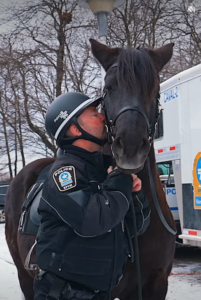 Capture le 2025 12 27 a 19.33.02 Adieu Rosco : le fid&egrave;le cheval policier laisse un vide &agrave; Montr&eacute;al