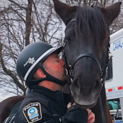 Capture le 2025 12 27 a 19.33.02 e1766882171571 Adieu Rosco : le fid&egrave;le cheval policier laisse un vide &agrave; Montr&eacute;al