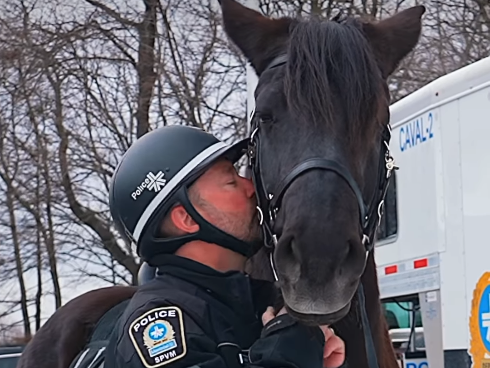 Capture le 2025 12 27 a 19.33.02 e1766882171571 Adieu Rosco : le fid&egrave;le cheval policier laisse un vide &agrave; Montr&eacute;al