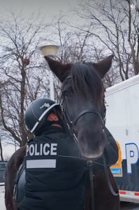 Capture le 2025 12 27 a 19.33.35 Adieu Rosco : le fid&egrave;le cheval policier laisse un vide &agrave; Montr&eacute;al
