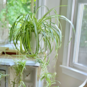 Capture le 2025 12 27 a 23.32.43 L'astuce que peu connaissent pour une plante araign&eacute;e toujours en forme