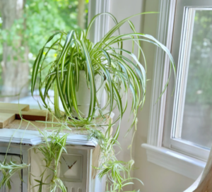 Capture le 2025 12 27 a 23.32.43 L'astuce que peu connaissent pour une plante araign&eacute;e toujours en forme