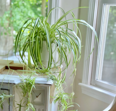 Capture le 2025 12 27 a 23.32.43 L'astuce que peu connaissent pour une plante araign&eacute;e toujours en forme