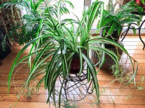 Capture le 2025 12 27 a 23.32.55 L'astuce que peu connaissent pour une plante araign&eacute;e toujours en forme