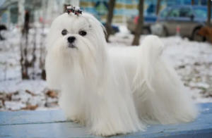 Capture le 2025 12 29 a 06.32.17 Les secrets des chiens qui apportent joie et r&eacute;confort aux Qu&eacute;b&eacute;cois de plus de 60 ans