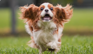 Capture le 2025 12 29 a 06.32.37 Les secrets des chiens qui apportent joie et r&eacute;confort aux Qu&eacute;b&eacute;cois de plus de 60 ans