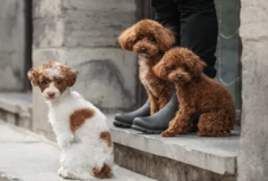 Capture le 2025 12 29 a 06.33.23 Les secrets des chiens qui apportent joie et r&eacute;confort aux Qu&eacute;b&eacute;cois de plus de 60 ans