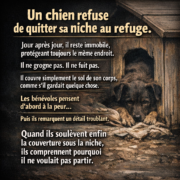 ChatGPT Image 28 dec. 2025 21 21 18 Personne ne comprend pourquoi ce chien ne quitte jamais sa niche&hellip; jusqu&rsquo;&agrave; ce qu&rsquo;on regarde dessous